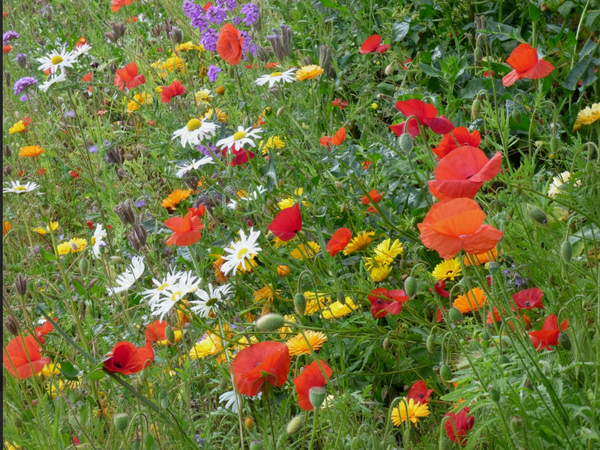 IFY - Instant T : prāmana, la connaissance juste.