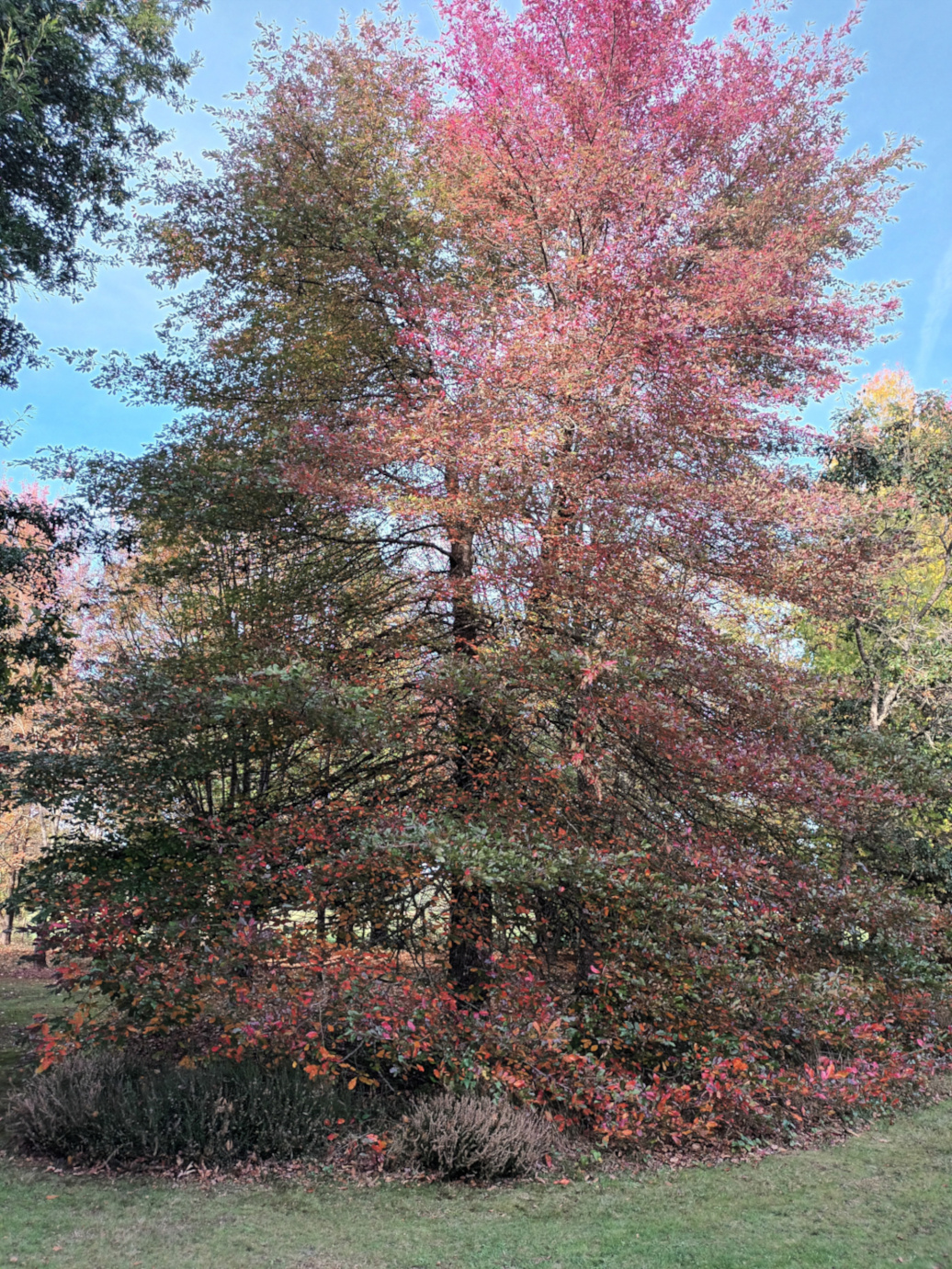 IFY - Mon dos – Mon arbre de vie